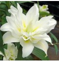 ΛΙΛΙΟΥΜ ΟΡ.ΛΕΥΚΟ ΔΙΠΛΟ LILIUM OR DU  CAROLINA